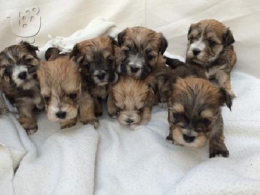 PoulaTo: διασταύρωση των 3 ​​speices Morkie, X Μάλτας Yorkshire Terrier
